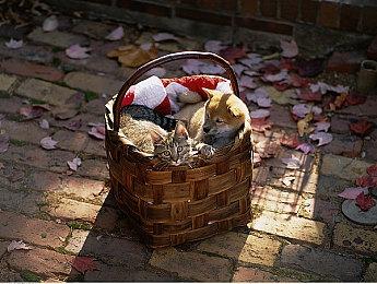 回合制RPG游戏《Project MW》Steam页面上线 支持简体中文