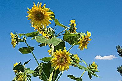 《黑神话：悟空》官博新动态 科隆游戏展公开工作进展